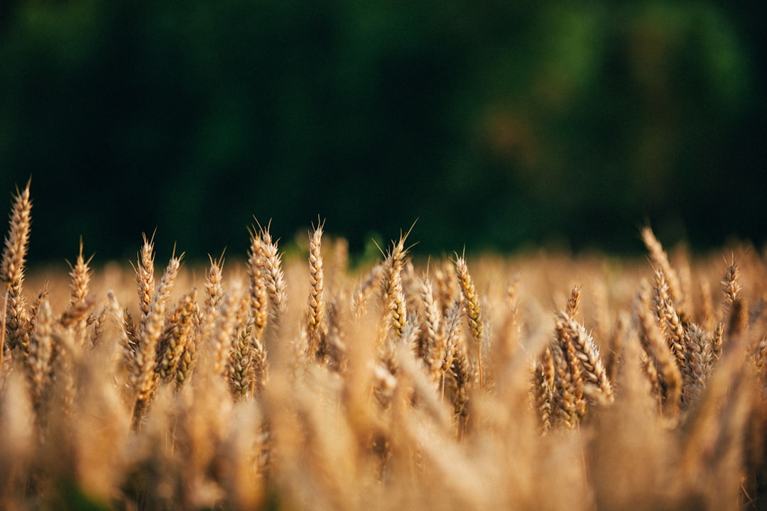selective-focus-photo-of-wheat-field-msdljbffplm